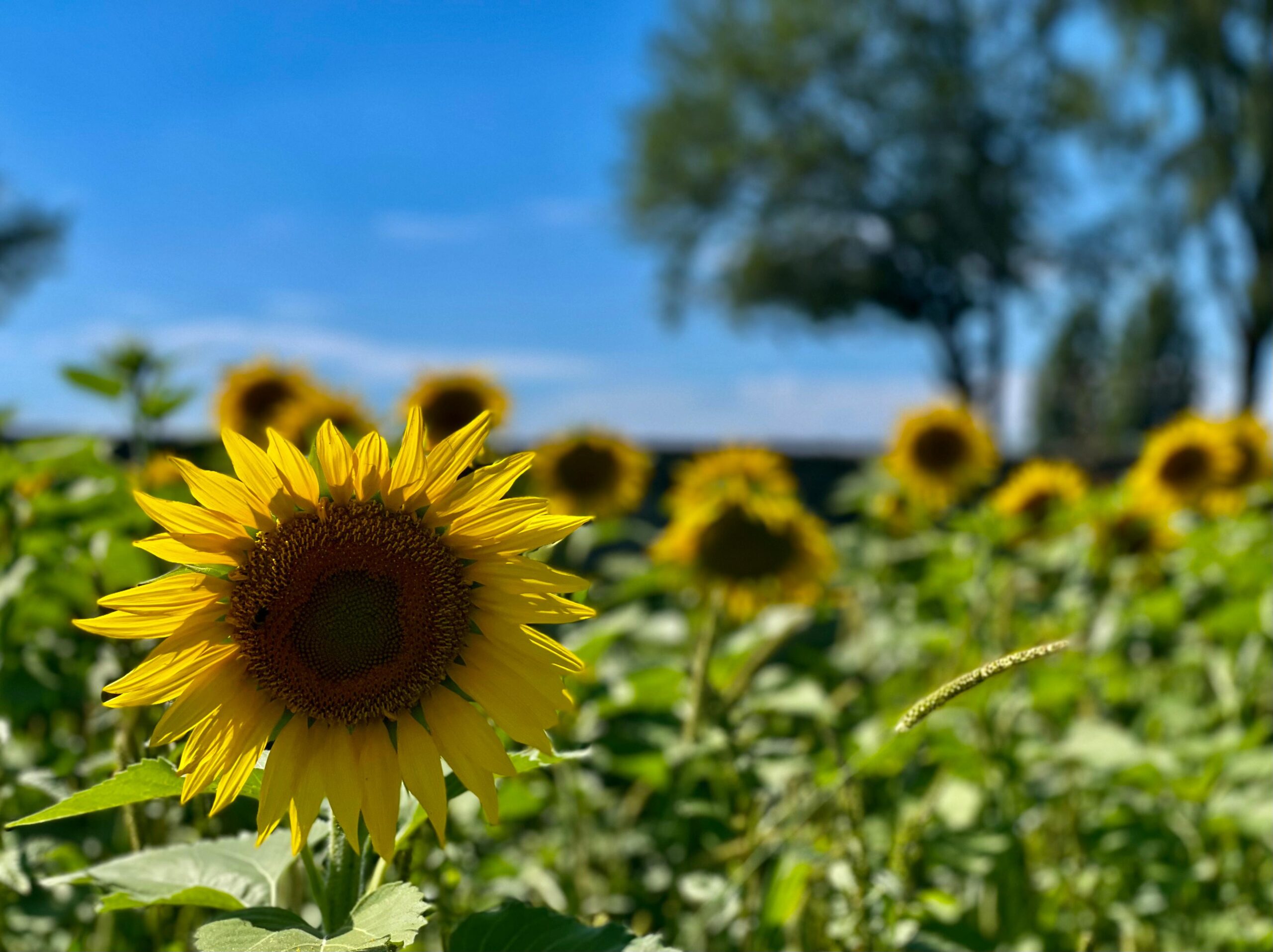 Girasoli al Castello