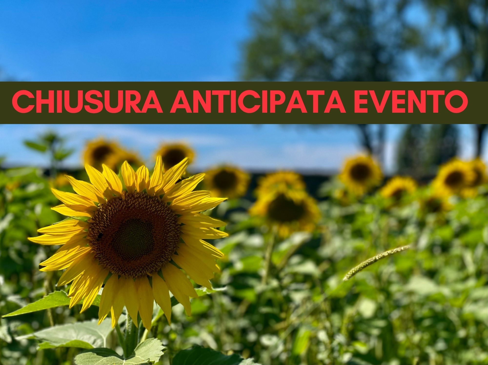 BENESSERE TRA I GIRASOLI: CHIUSURA ANTICIPATA EVENTO